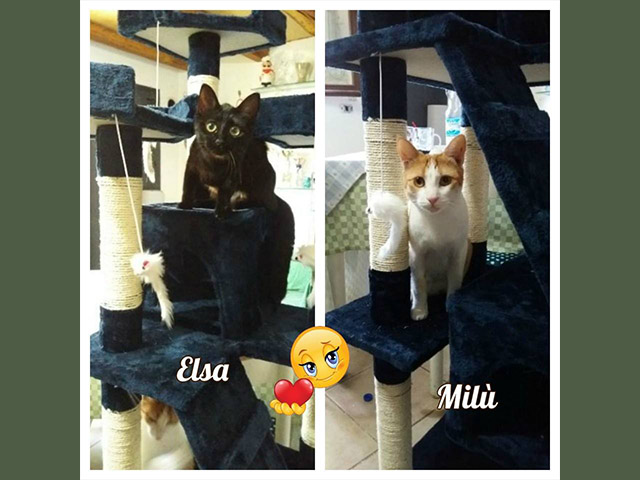 Elsa e Milu